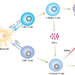 Schematic illustration of the mechanism of cancer immunotherapy. | Download Scientific Diagram