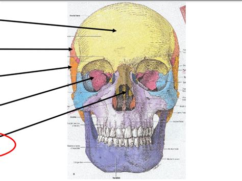 Bones of the Cranium Frontal View Diagram | Quizlet