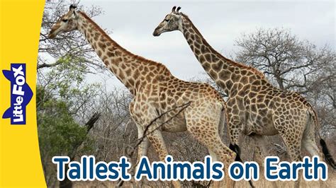 5 Tallest Animals on Earth | Giraffe, Elephant, Moose, Bison, Camel ...