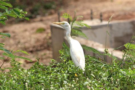 Legon Botanical Gardens – Classic Ghana