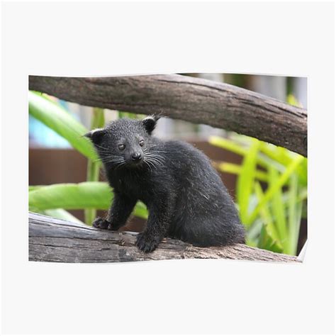 "Baby Bearcat" Poster by pugsly | Redbubble