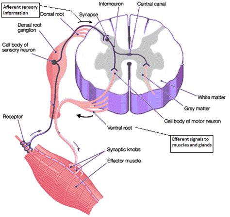 spinal cord cross-section labeled study guide | Nervous system anatomy, Medical student study ...