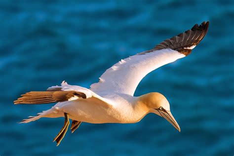 Mar Cantábrico: Aves marinas