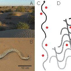 -Snake Locomotion and Obstacles. A) Typical habitat for sidewinder ...