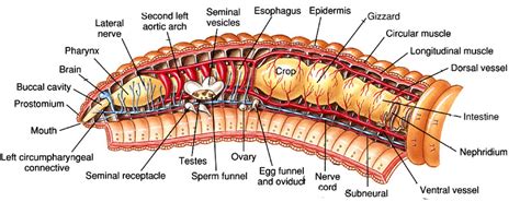 Diagram Of A Earthworm