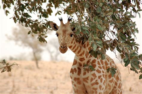 Top 10 Tallest Animals In The World