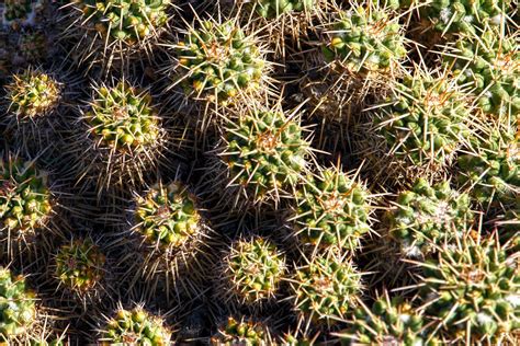 When Is The Best Time To Plant Nopal? - nopalwellness.com