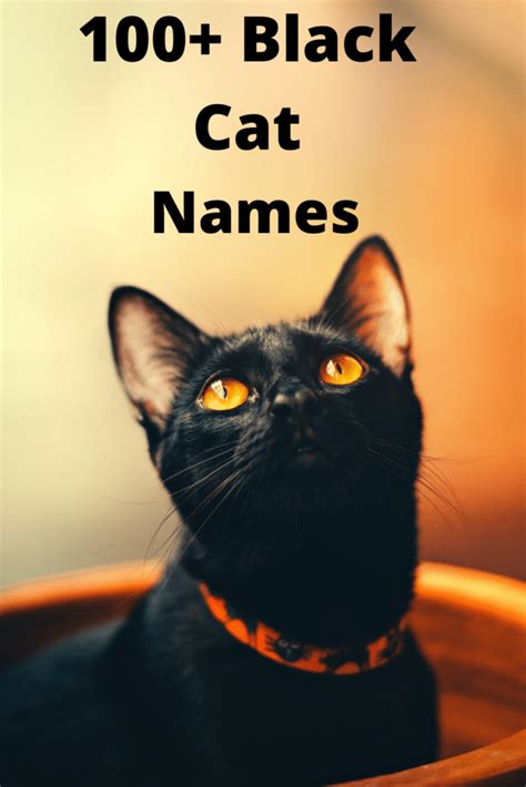 100 Black Cat Names - For Male And Female Cats - Fur Fun With ME