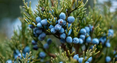 Everything You Need to Know About the Health Benefits of Juniper Berri ...