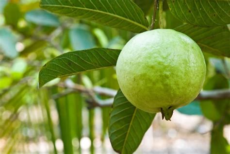 Guava - Louie's Nursery & Garden Center - Riverside CA