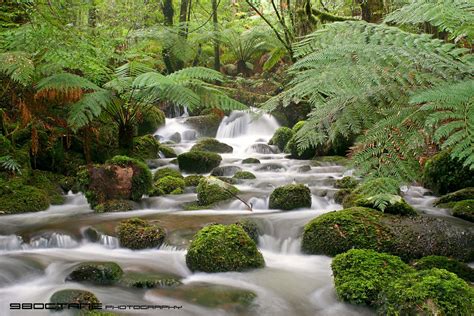 Cement Creek cascades, Yarra Ranges National Park, Victori… | Flickr