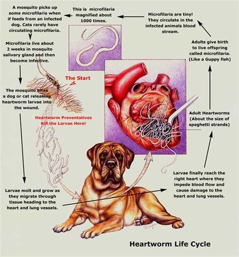 Heartworm Disease | Heartworm, Worms in dogs, Heart worms in dogs