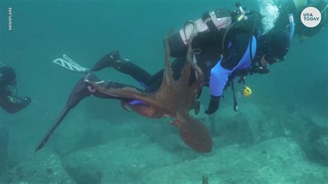 Giant octopus attacks diver in Sea of Japan