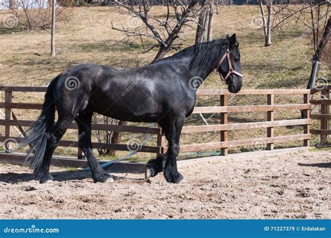 Black Friesian Horse stock image. Image of black, photographs - 71227379