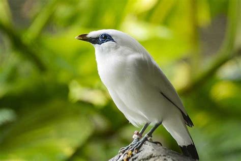 Saving The Bali Starling From Extinction - Taman Safari Bali