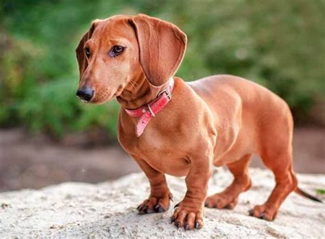 Dachshund Puppies - All You Need To Know - Demotix.com