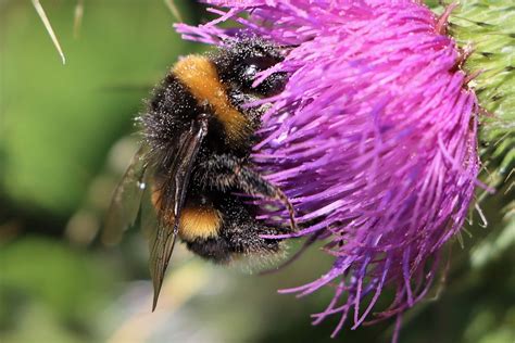 Bumblebee Flowers Pollination - Free photo on Pixabay