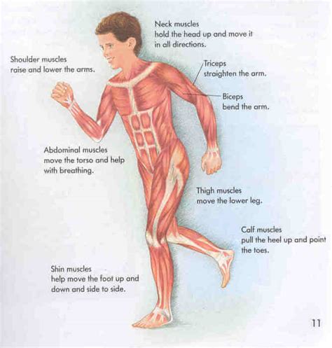 Muscle Facts for Kids (All You Need to Know!)