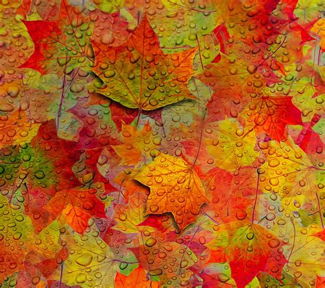 Abstract Leaves, autumn, drop, fall, leaf, season, tree, HD wallpaper | Peakpx