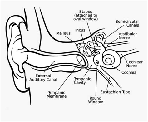 ear anatomy coloring page