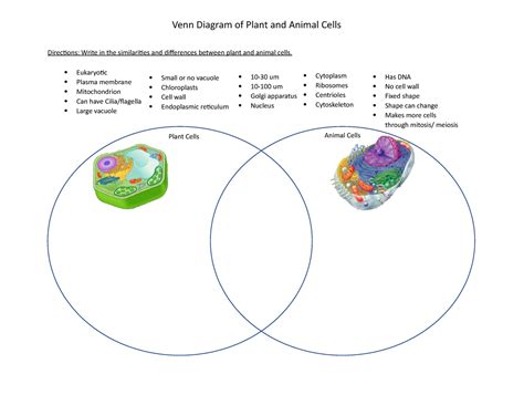 Plant And Animal Cells Animal Cell And Plant Cell Venn Dia – NBKomputer