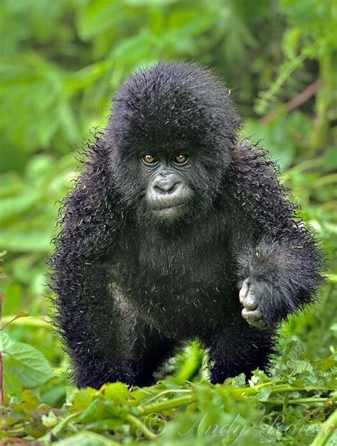 A baby mountain Gorilla : r/aww