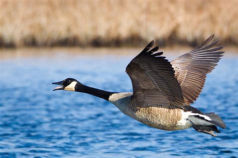 Canada Goose "Branta canadensis" | Boreal Songbird Initiative