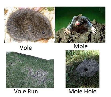 Vole Control - Budget Pest Control