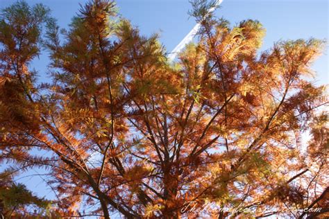 Looking for Autumn. The Bright Autumn Festival. | The Nomadic Explorers ...