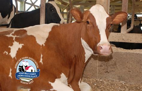 Red and White Holstein Cows | American Dairy Association NE