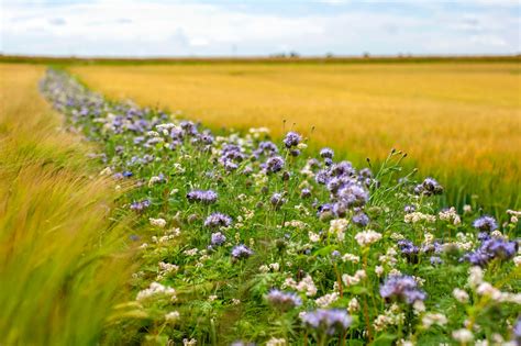 Flower strips can boost wild bee populations - Earth.com