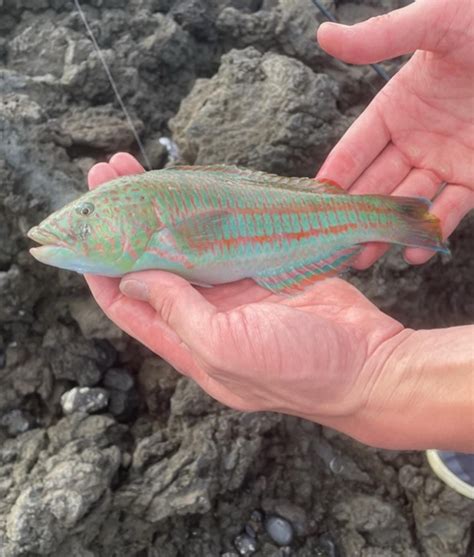 Wrasse Identification: Maui HI. : r/marinebiology