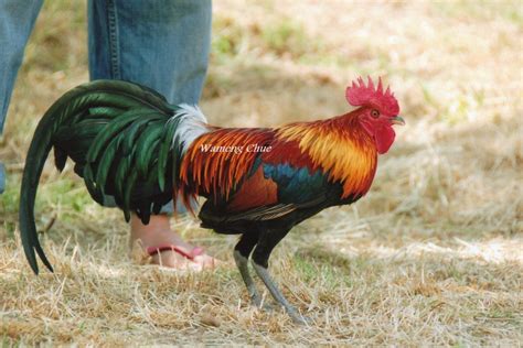 17 Best images about Jungle Fowl on Pinterest | Birds, Grey and Photo diary