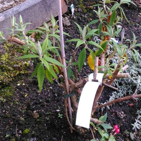 Pruning Buddleia – When and how to prune for a better flowering plant ...