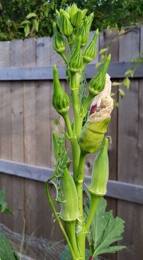 How to Grow Okra and Why You'll Want To | Vegetable garden design ...