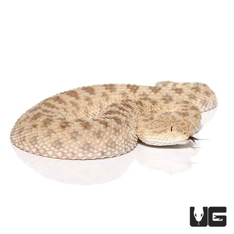 Saharan Sand Viper For Sale - Underground Reptiles