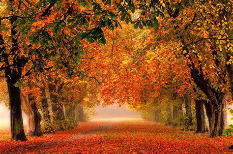 Autumn Forest Path Wallpapers - Wallpaper Cave