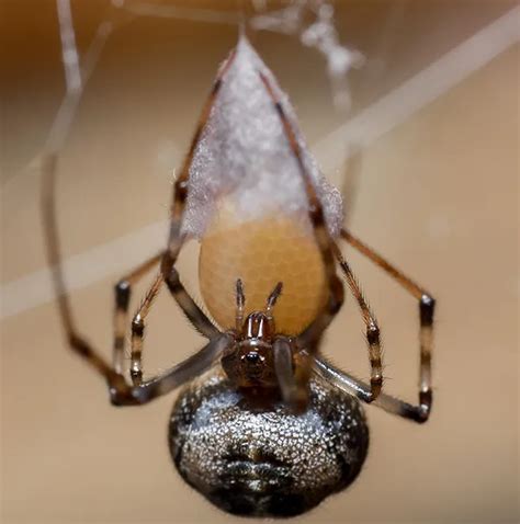 Spider Exterminator Near Me [5-Star Reviewed!]