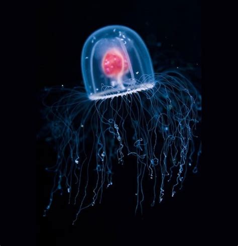 The ‘Immortal Jellyfish’ does not have the immortality you would want ...