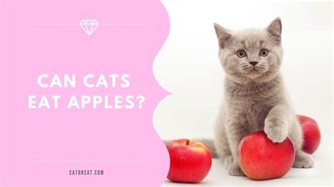 Can Cats Eat Apples? - How To Feed Apples Safely - Catorcat.com