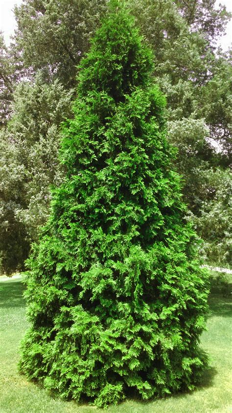 Virginian Arborvitae For Sale Online | The Tree Center