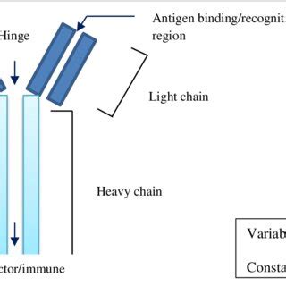 Structure of monoclonal antibody and its components. Structure of... | Download Scientific Diagram