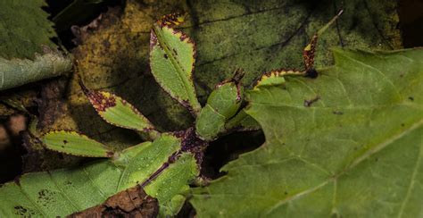 Can you spot the hidden animals that use cunning camouflage? | Natural History Museum