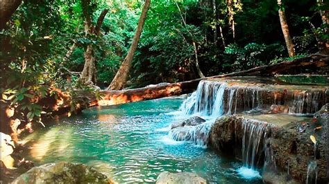 Rainforest Sounds - Water Sound Nature Meditation - YouTube