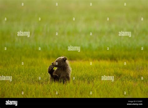 Grizzly bear cub playing in a coastal meadow Stock Photo - Alamy