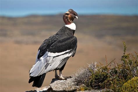 condor , Tierra del fuego , patagonia , Chile