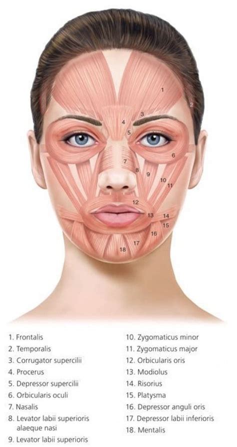 Imágenes #facial #facial #cosmetologia | Facial aesthetics, Facial wrinkles, Facial skin treatment