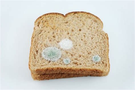 10 Facts about Bread Mold | Fact File