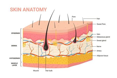 Skin layer structure anatomy diagram | Skin anatomy, Anatomy, Skin science