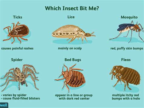 Bed Bug Bites Vs Flea Bites Vs Spider Bites - Bed Western